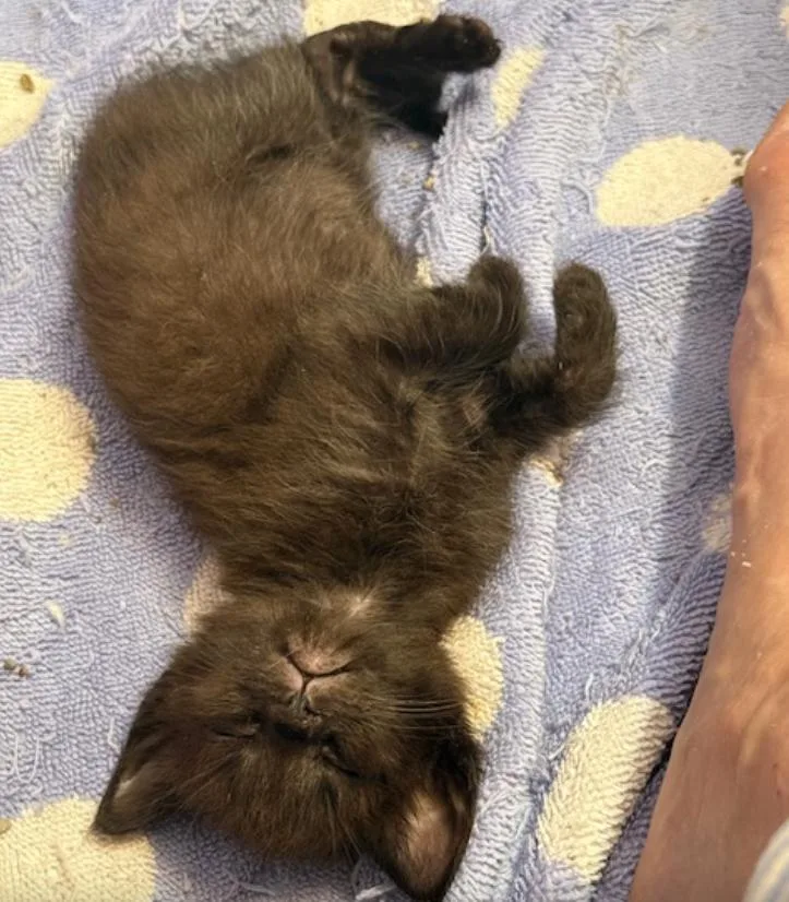 A baby medium-sized male Black Domestic Short Hair cat named Mike for adoption in Herndon, VA
