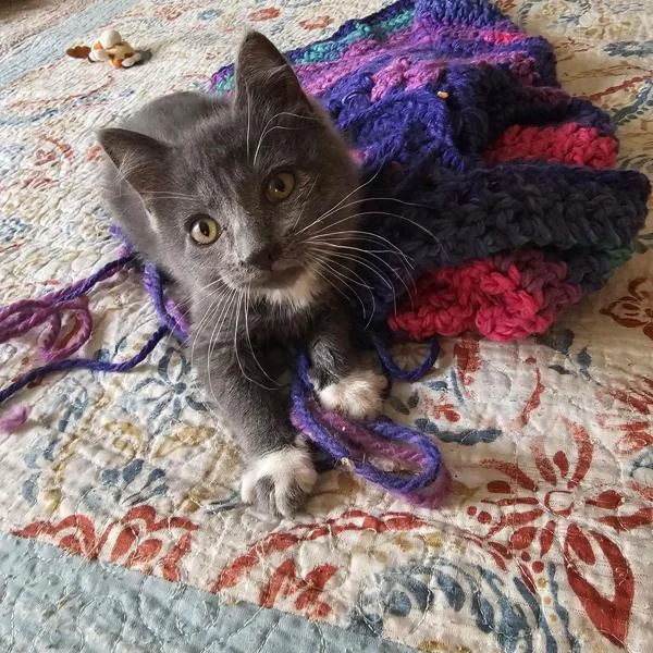 A baby small-sized male Domestic Short Hair cat named Scruggles for adoption in Bonsall, CA