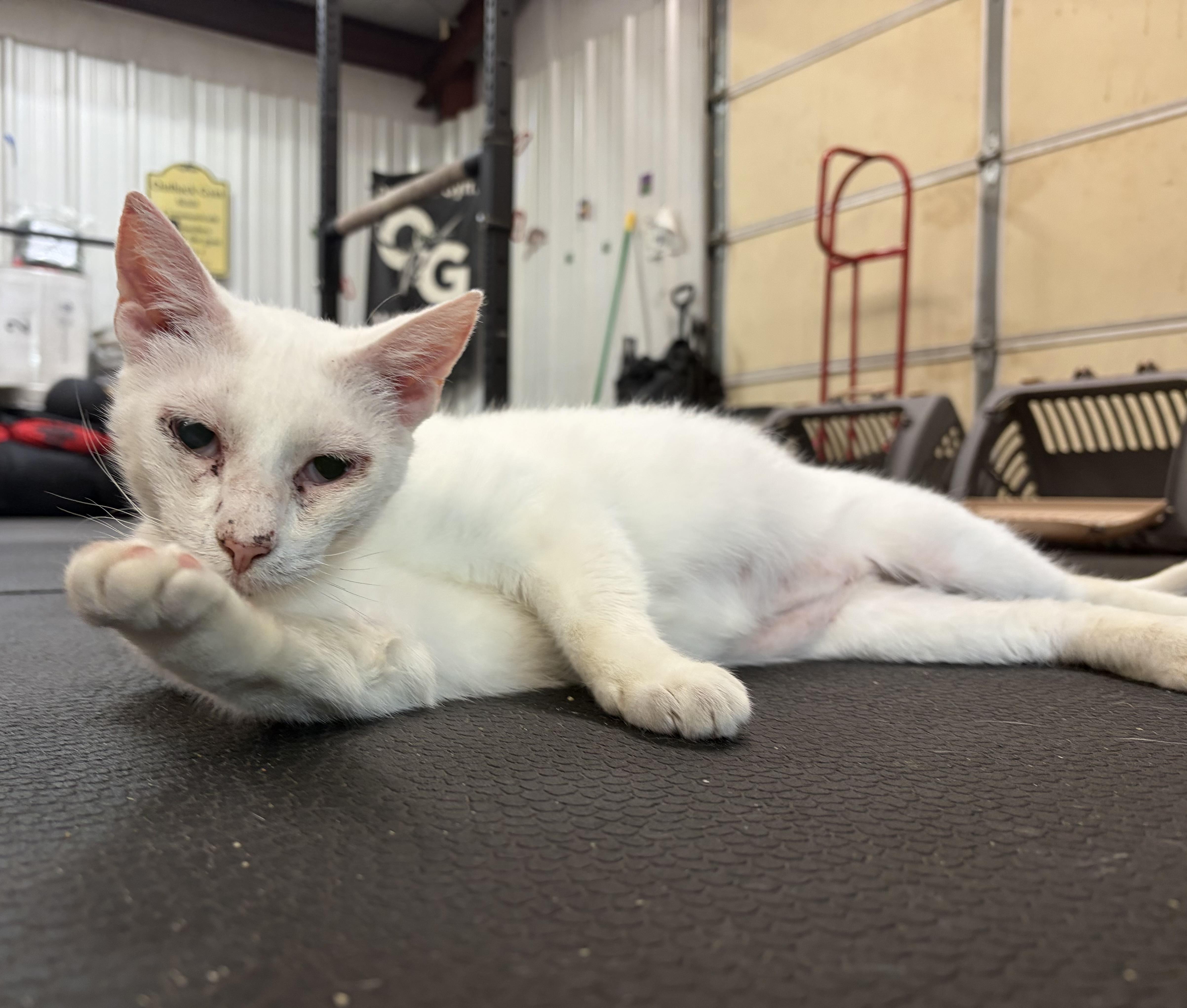 Mr. White thumbnail 2