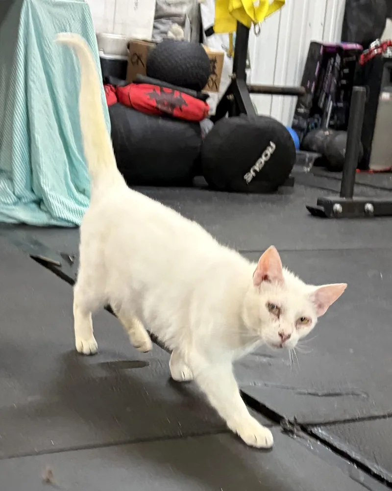 Mr. White thumbnail 3