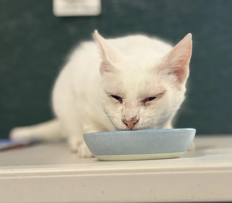 An adult large-sized male White Domestic Short Hair cat named Mr. White for adoption in Melbourne, AR