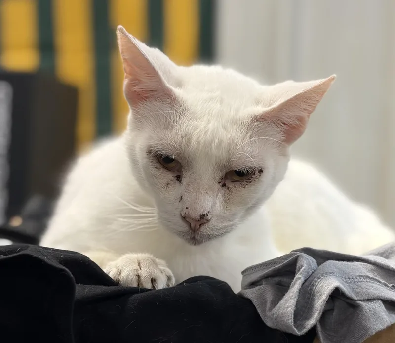 Mr. White thumbnail 4