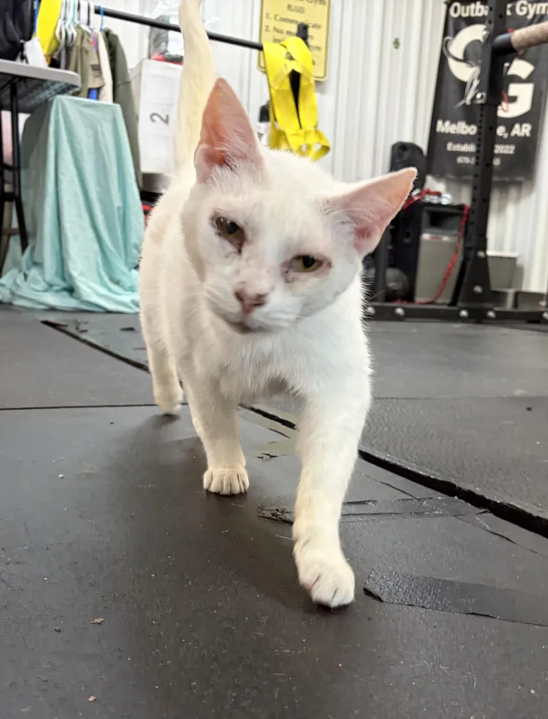 Mr. White thumbnail 5