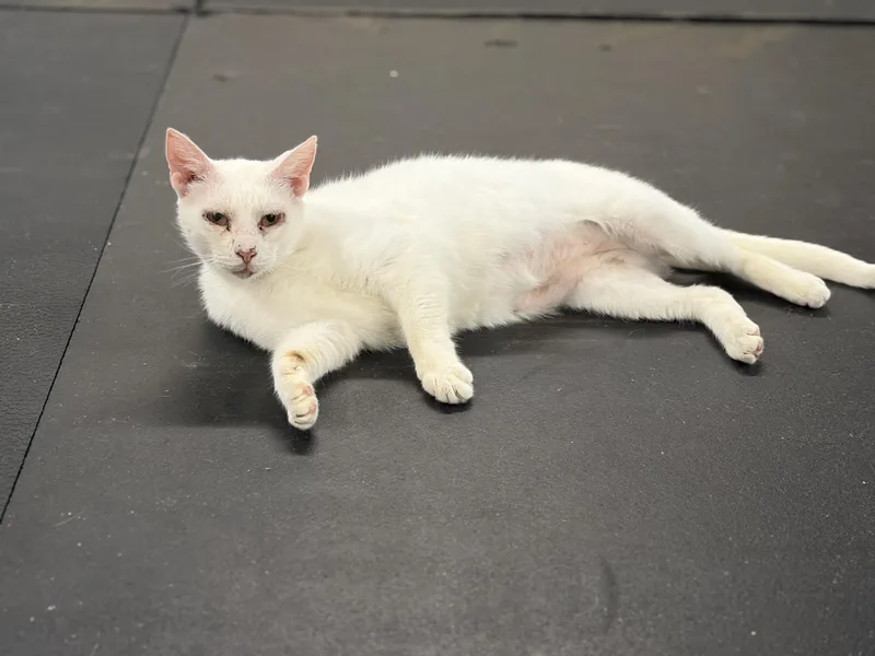 Mr. White thumbnail 6