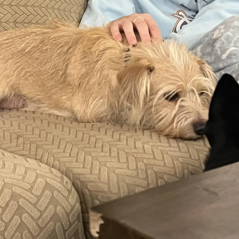 An adult small-sized female Apricot / Beige Cairn Terrier dog named Meg for adoption in Fort Collins, CO
