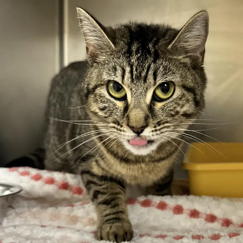 Esmerelda thumbnail 4