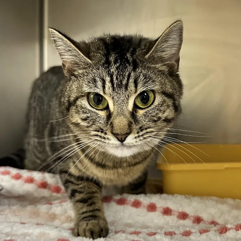 Esmerelda thumbnail 5