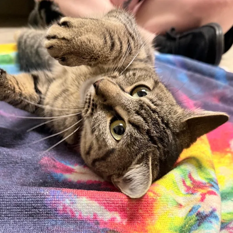 Esmerelda thumbnail 6