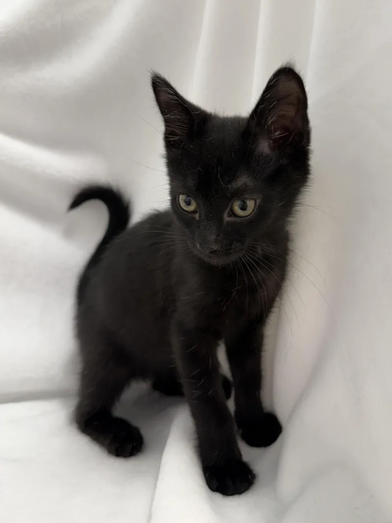 A baby medium-sized female Black Domestic Short Hair cat named Scout for adoption in Greensboro, NC
