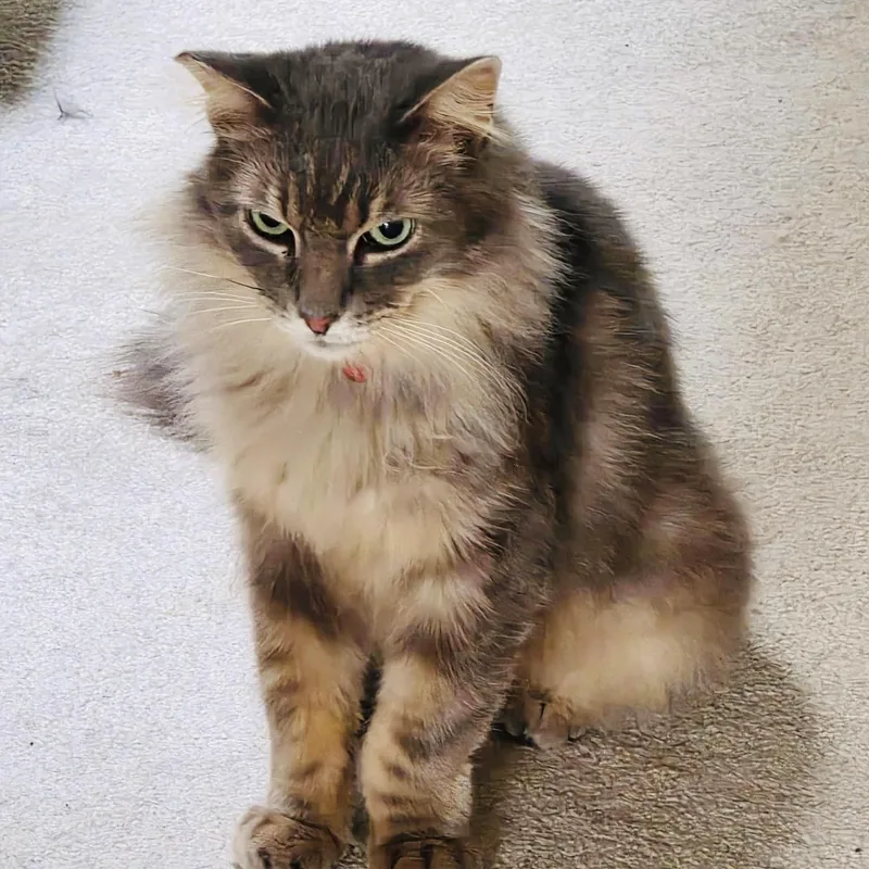 A senior medium-sized female Maine Coon cat named Samantha for adoption in Sacramento, CA