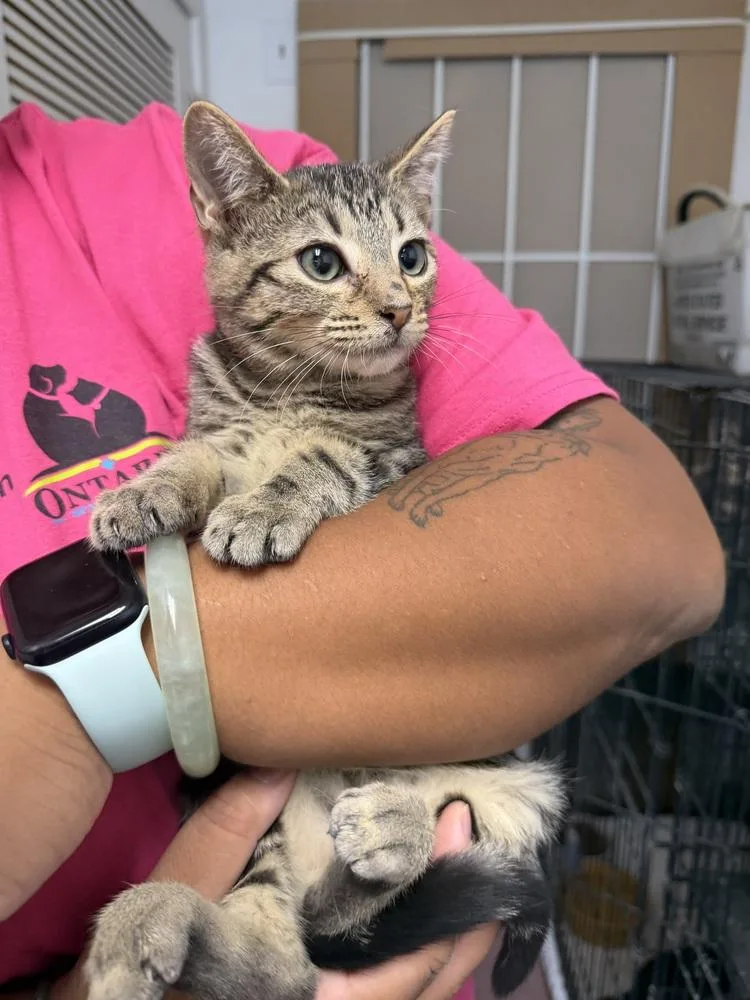 A young small-sized male Brown / Chocolate Domestic Short Hair cat named Kruz for adoption in Ontario, CA