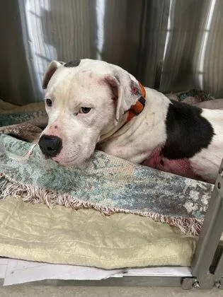 An adult large-sized male American Bulldog dog named Ace for adoption in Atlanta, GA