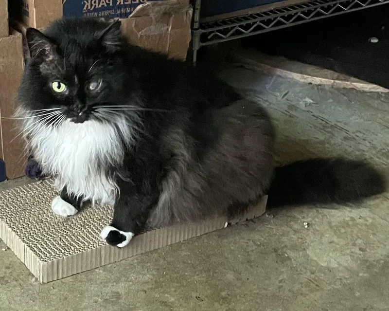 An adult large-sized male Black & White / Tuxedo Domestic Long Hair cat named Clarence for adoption in Lutherville, MD