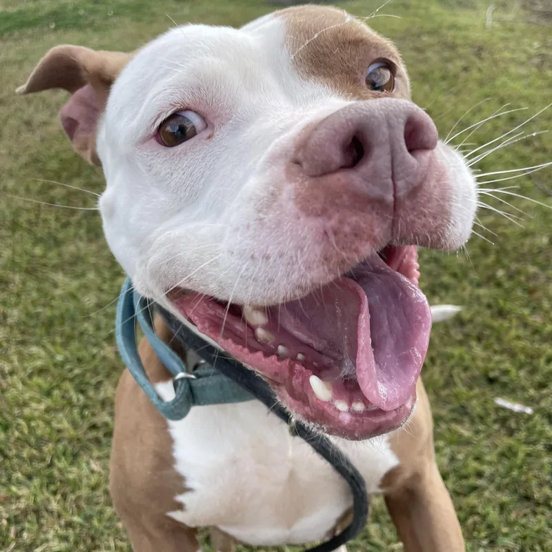 A young medium-sized female American Staffordshire Terrier dog named Gabby for adoption in Pearland, TX