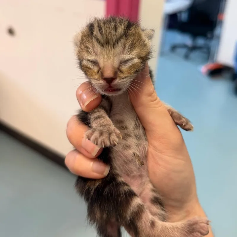 A baby small-sized female Brown / Chocolate Domestic Short Hair cat named Valet for adoption in Austin, TX