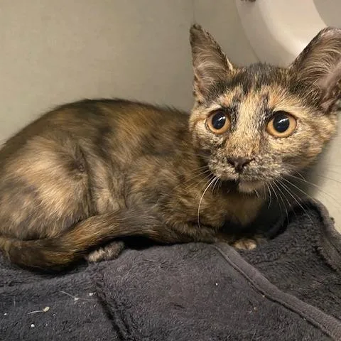 A baby small-sized female Black Domestic Short Hair cat named Iphigenia for adoption in Dayton, OH
