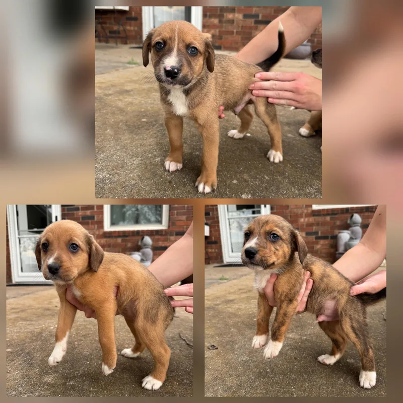 Jb Pups