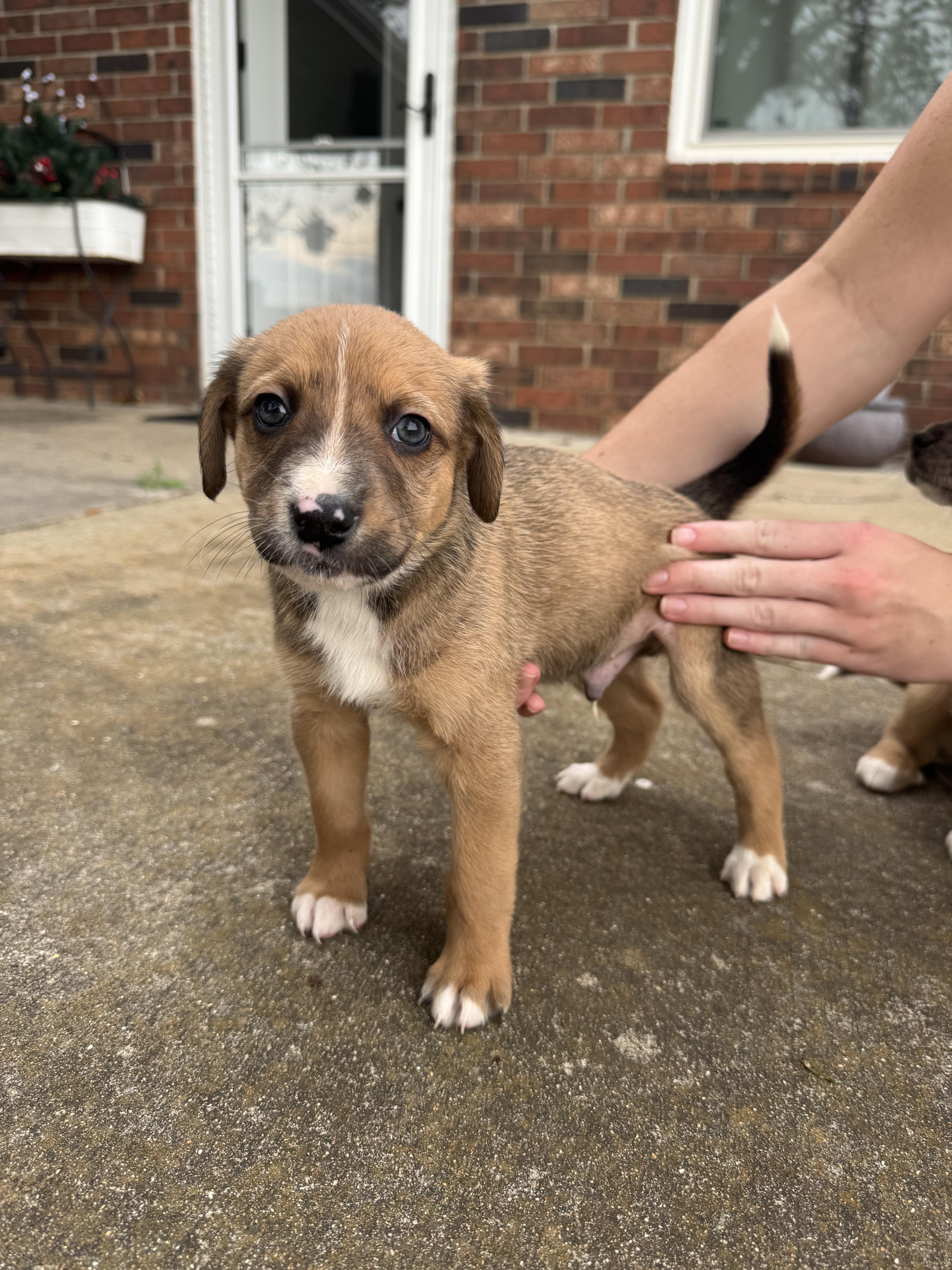 Jb Pups thumbnail 3
