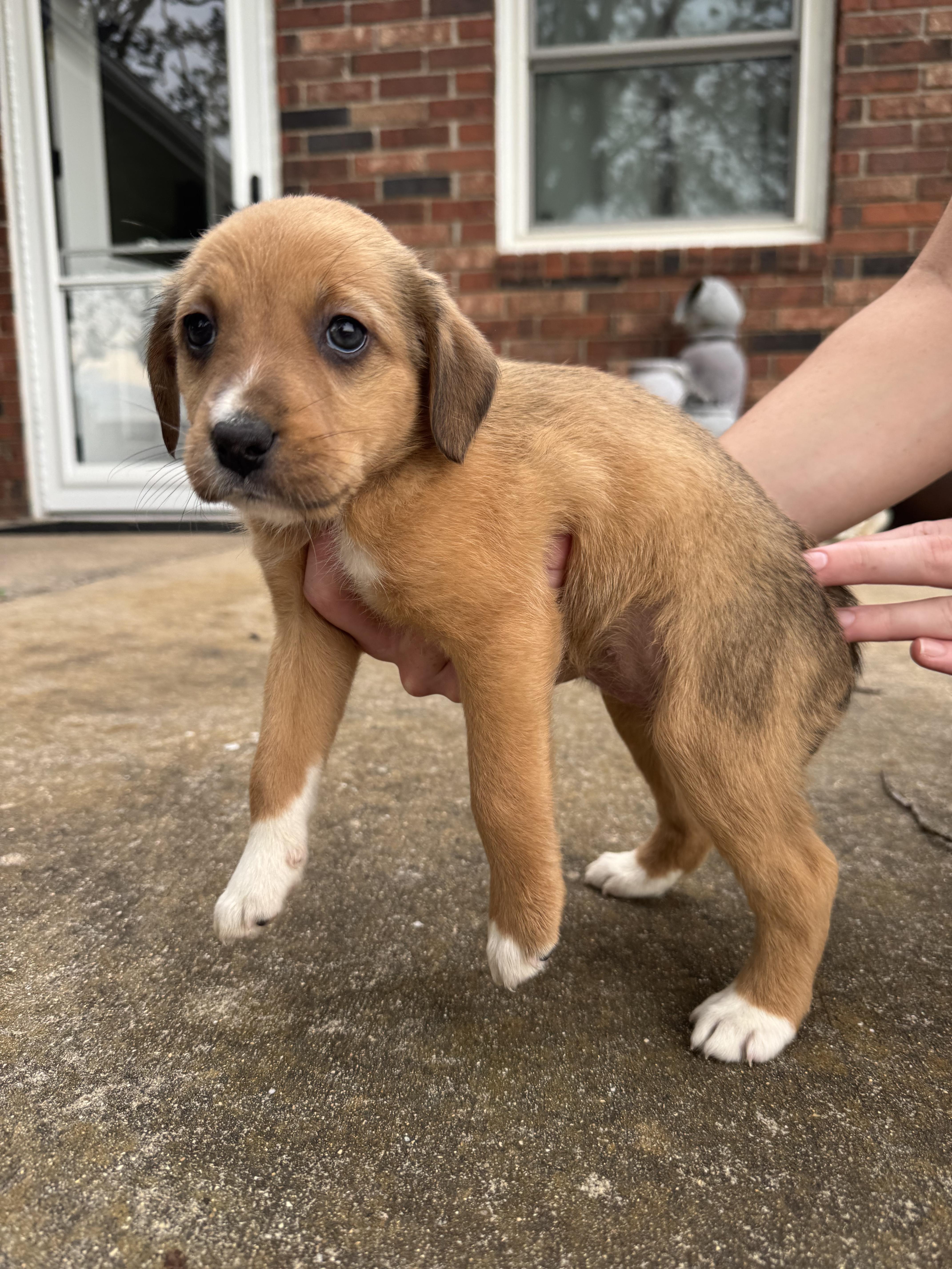 Jb Pups thumbnail 4