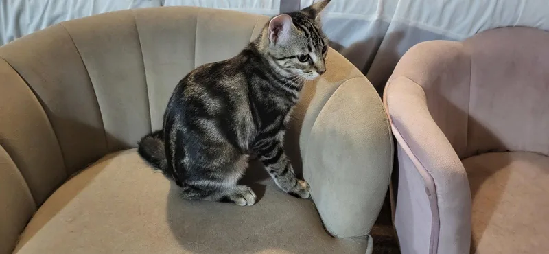 A young medium-sized female Tabby cat named Torvi for adoption in Cypress, TX