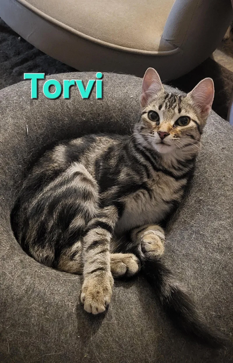 Torvi thumbnail 3