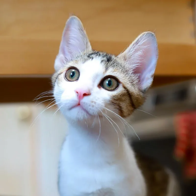 Witchhazel thumbnail 2