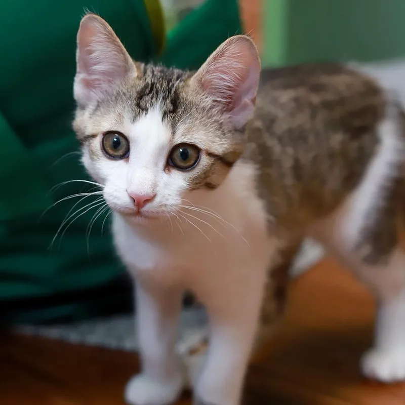 Witchhazel thumbnail 3