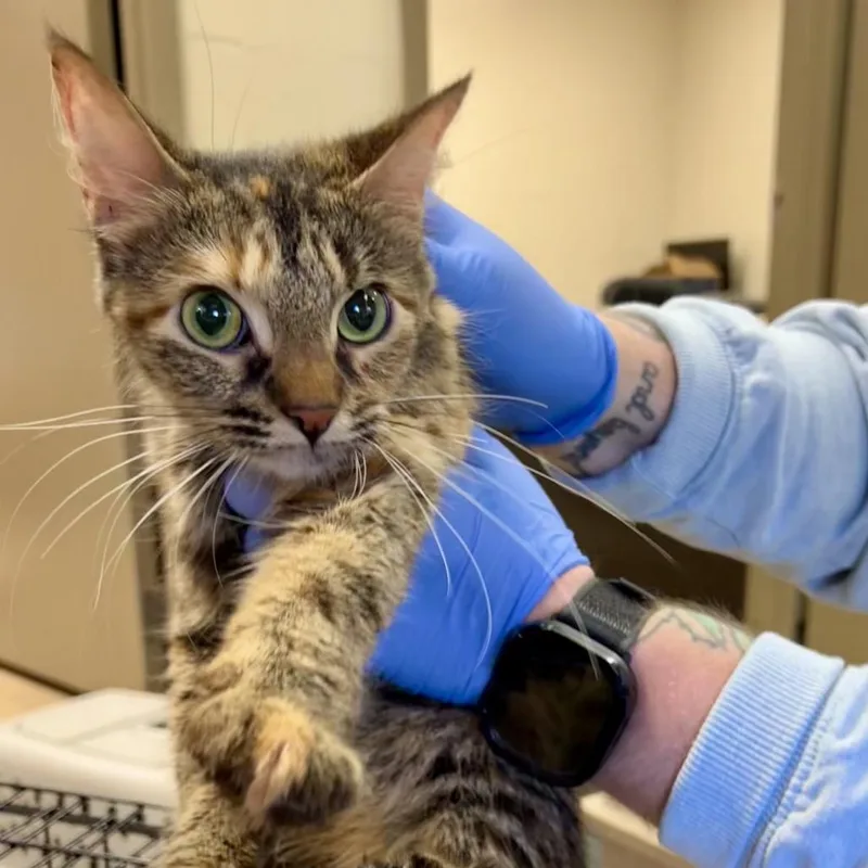 An adult small-sized female Brown / Chocolate Domestic Short Hair cat named Natasha for adoption in Birmingham, AL