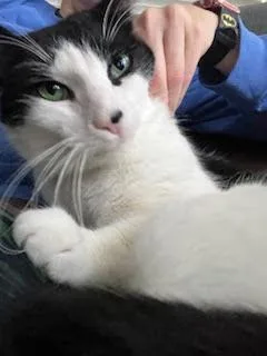 An adult medium-sized male Black & White / Tuxedo Domestic Short Hair cat named Baby Boy for adoption in Nottingham, MD