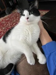 Baby Boy thumbnail 2