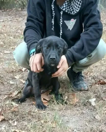 A baby medium-sized male Black Labrador Retriever dog named Corndog for adoption in bauxite, AR