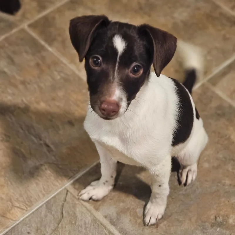 A young small-sized male White / Cream Chihuahua dog named Milo for adoption in Watertown, NY