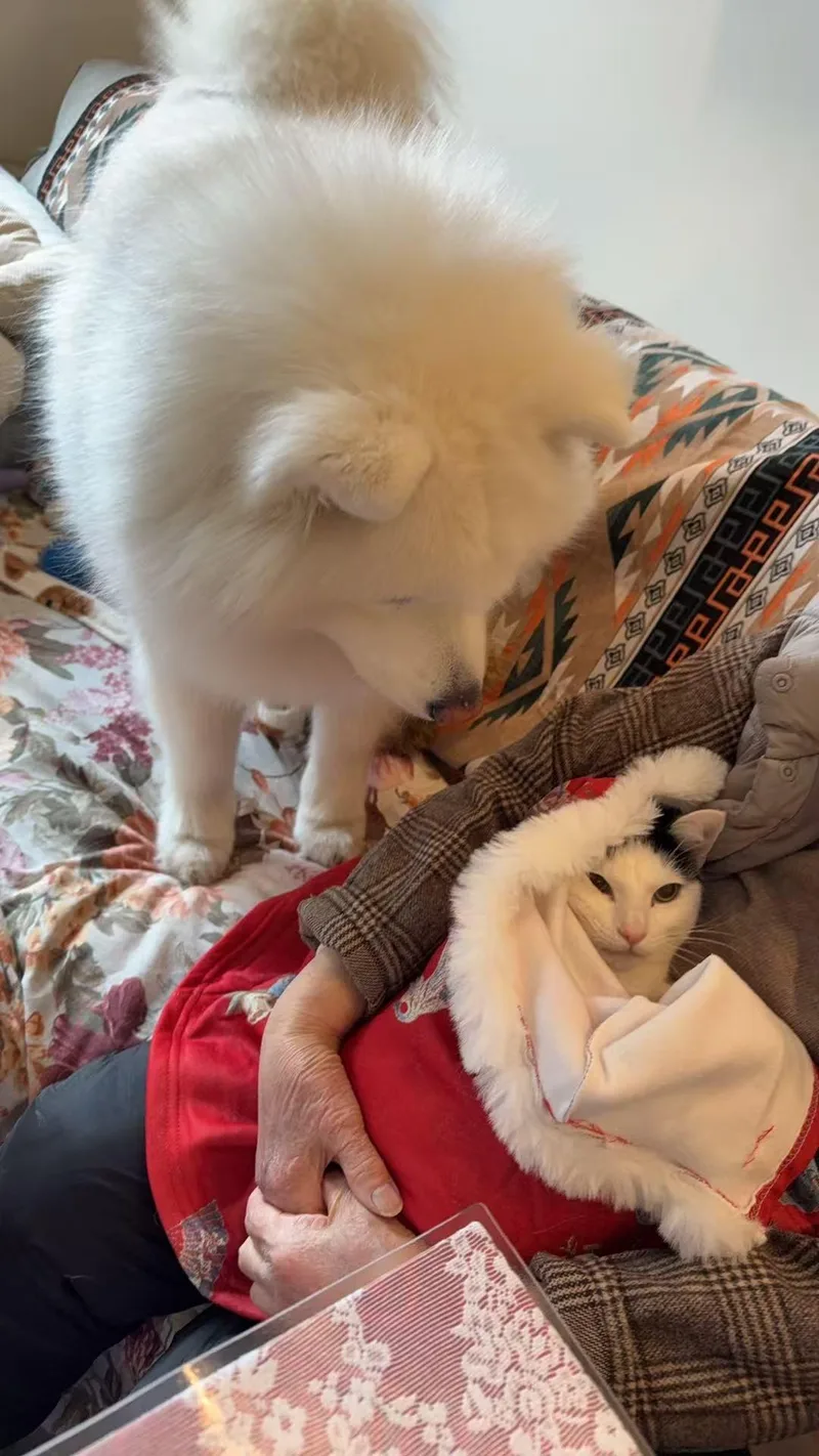 Yian Yian thumbnail 3