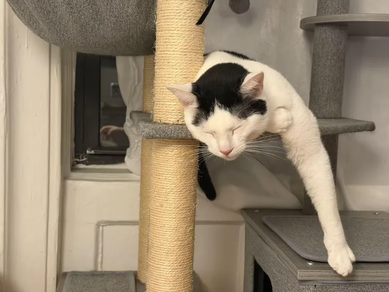 Yian Yian thumbnail 4