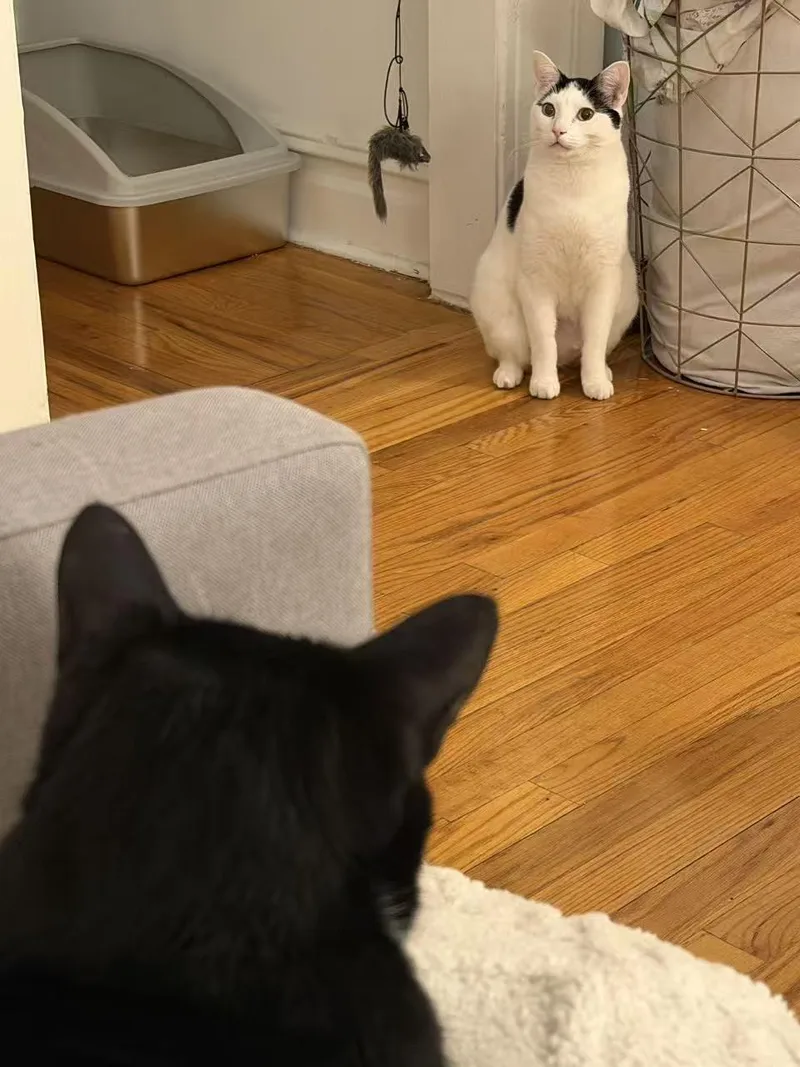 Yian Yian thumbnail 6