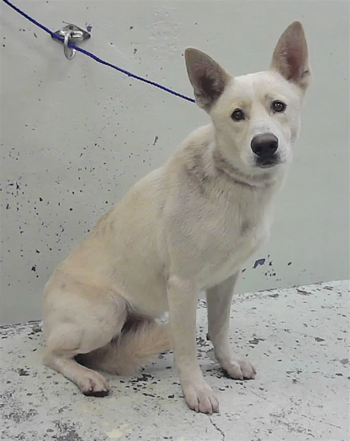 An adult large-sized male Siberian Husky dog named Blizzard for adoption in Houston, TX