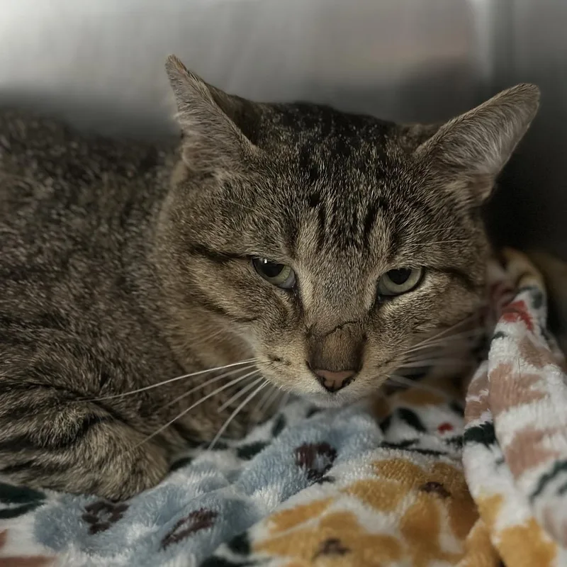 An adult large-sized male Brown / Chocolate Domestic Short Hair cat named Boots for adoption in Matteson, IL