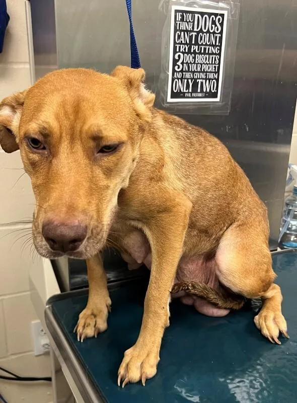 An adult medium-sized female Brown / Chocolate Vizsla dog named Sassy for adoption in Mobile, AL