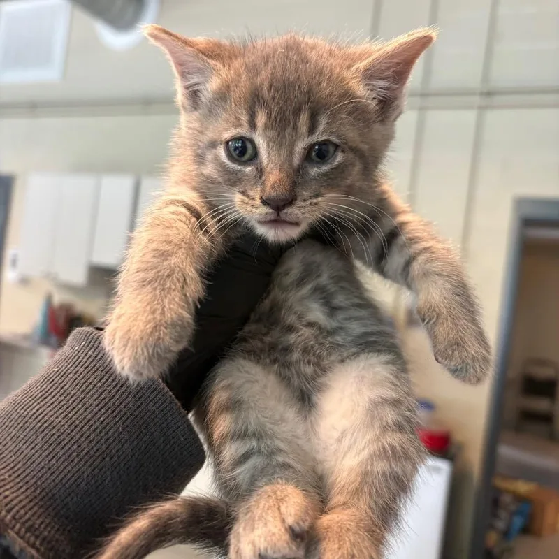 A baby small-sized male Gray / Blue / Silver Domestic Short Hair cat named Enzo for adoption in Huntington, WV