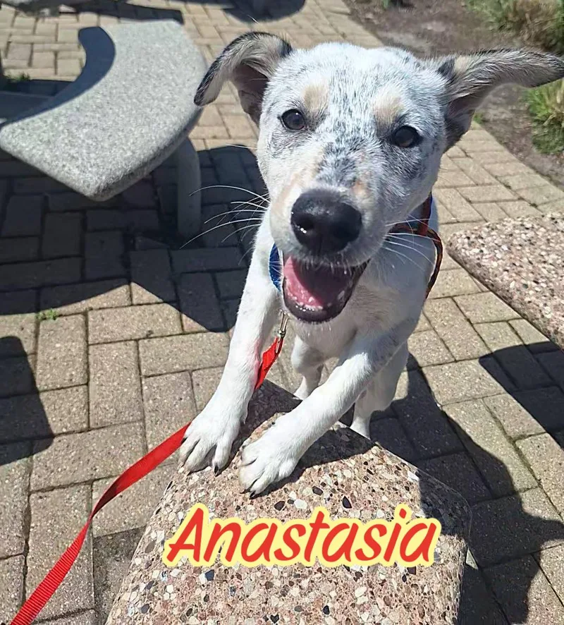 A young medium-sized female Merle (Red) Australian Cattle Dog / Blue Heeler dog named Anastasia for adoption in Elburn, IL