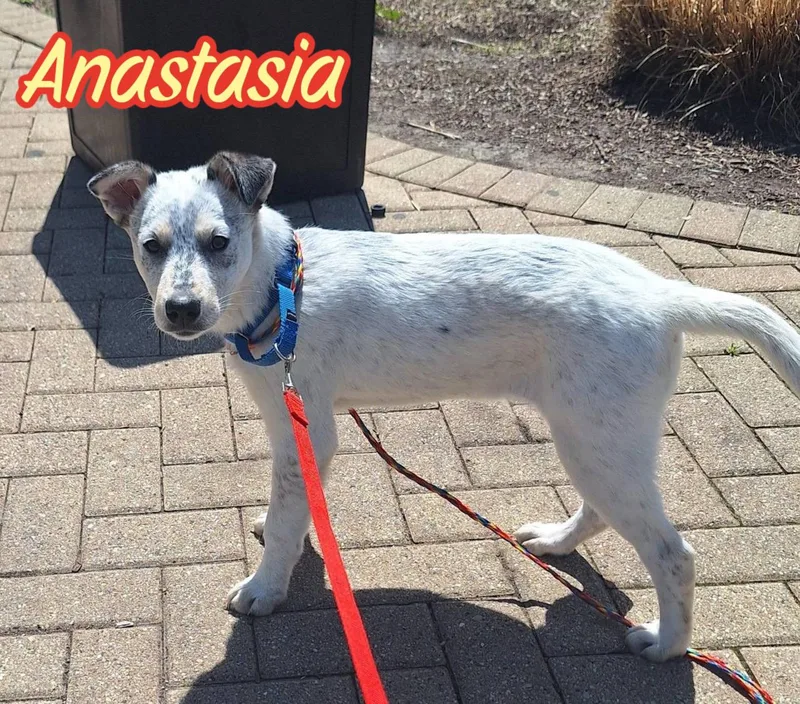 Anastasia thumbnail 2
