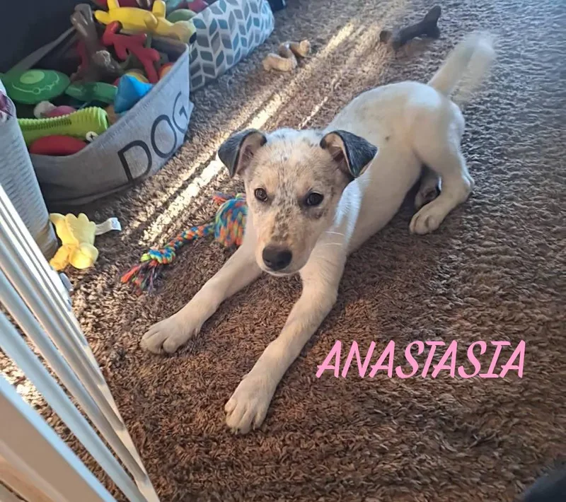 Anastasia thumbnail 3