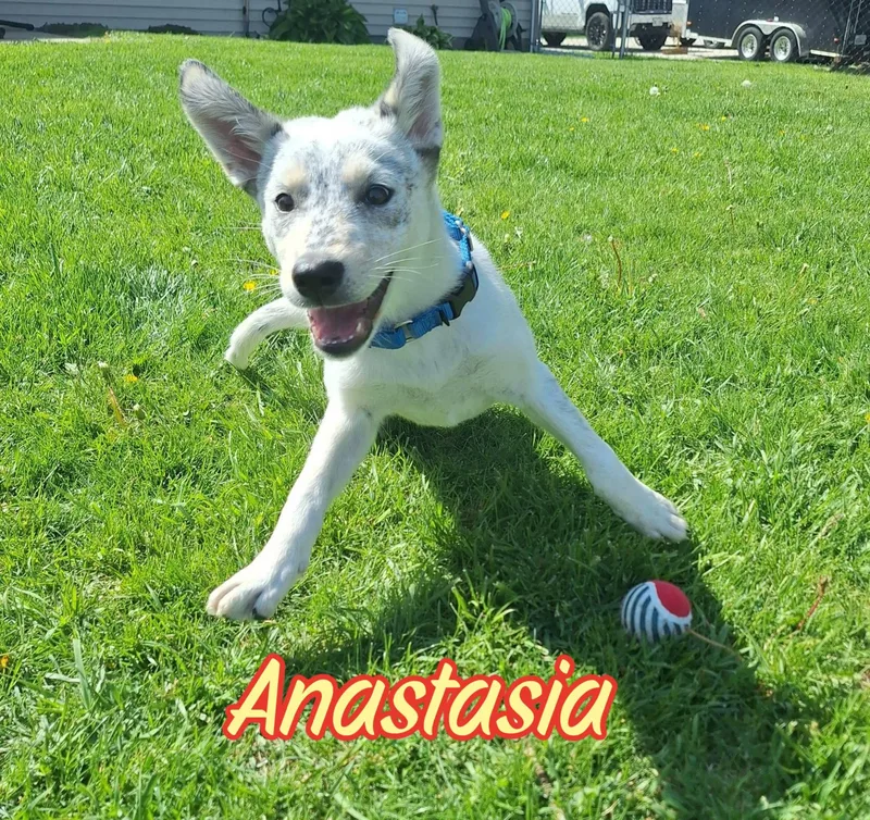 Anastasia thumbnail 4