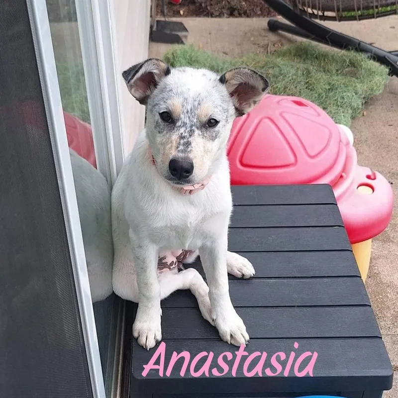 Anastasia thumbnail 5