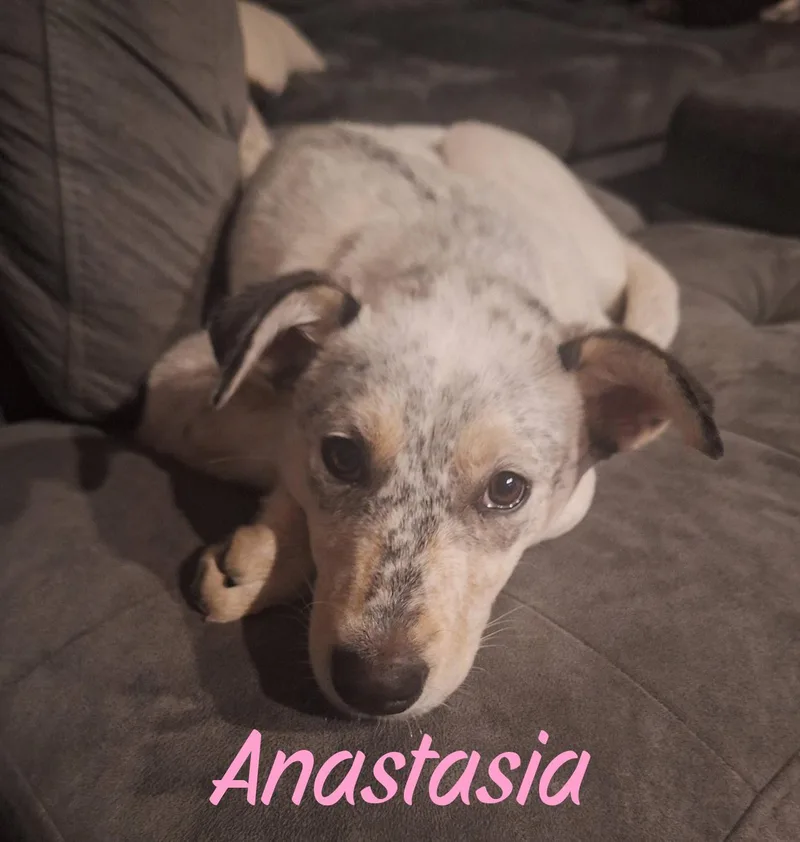 Anastasia thumbnail 6