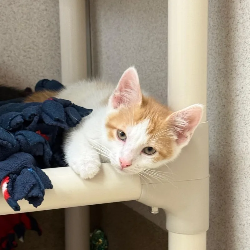 A baby small-sized male Buff / Tan / Fawn Domestic Short Hair cat named Animal for adoption in Naperville, IL