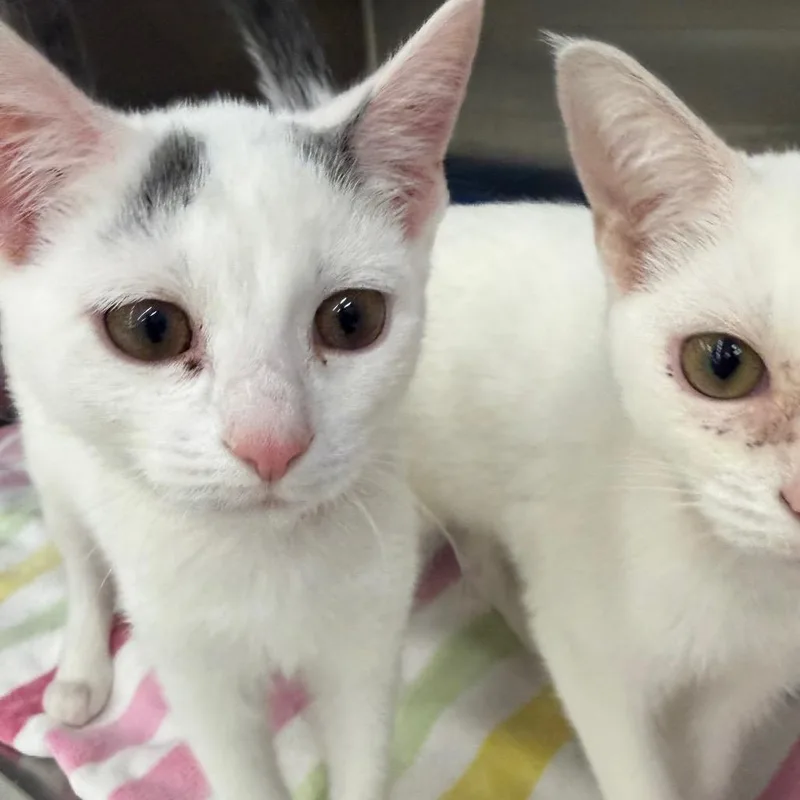 A young small-sized female White Domestic Short Hair cat named Rya for adoption in Hamburg, NY
