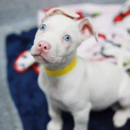 A baby small-sized male White / Cream Catahoula Leopard Dog dog named Piglet for adoption in Atlanta, GA