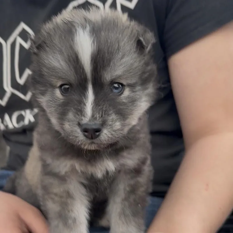 A baby small-sized male Gray / Blue / Silver Siberian Husky dog named Paxil for adoption in Detroit Lakes, MN