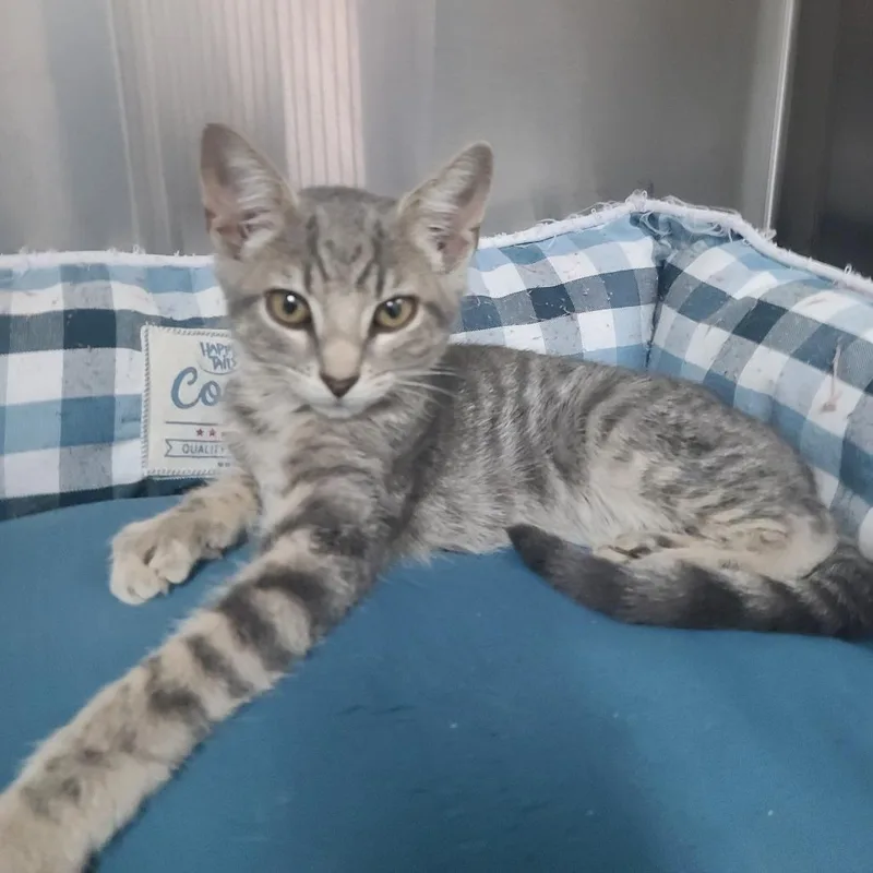 A baby small-sized male Gray / Blue / Silver Domestic Short Hair cat named Skinwalker for adoption in Russellville, KY